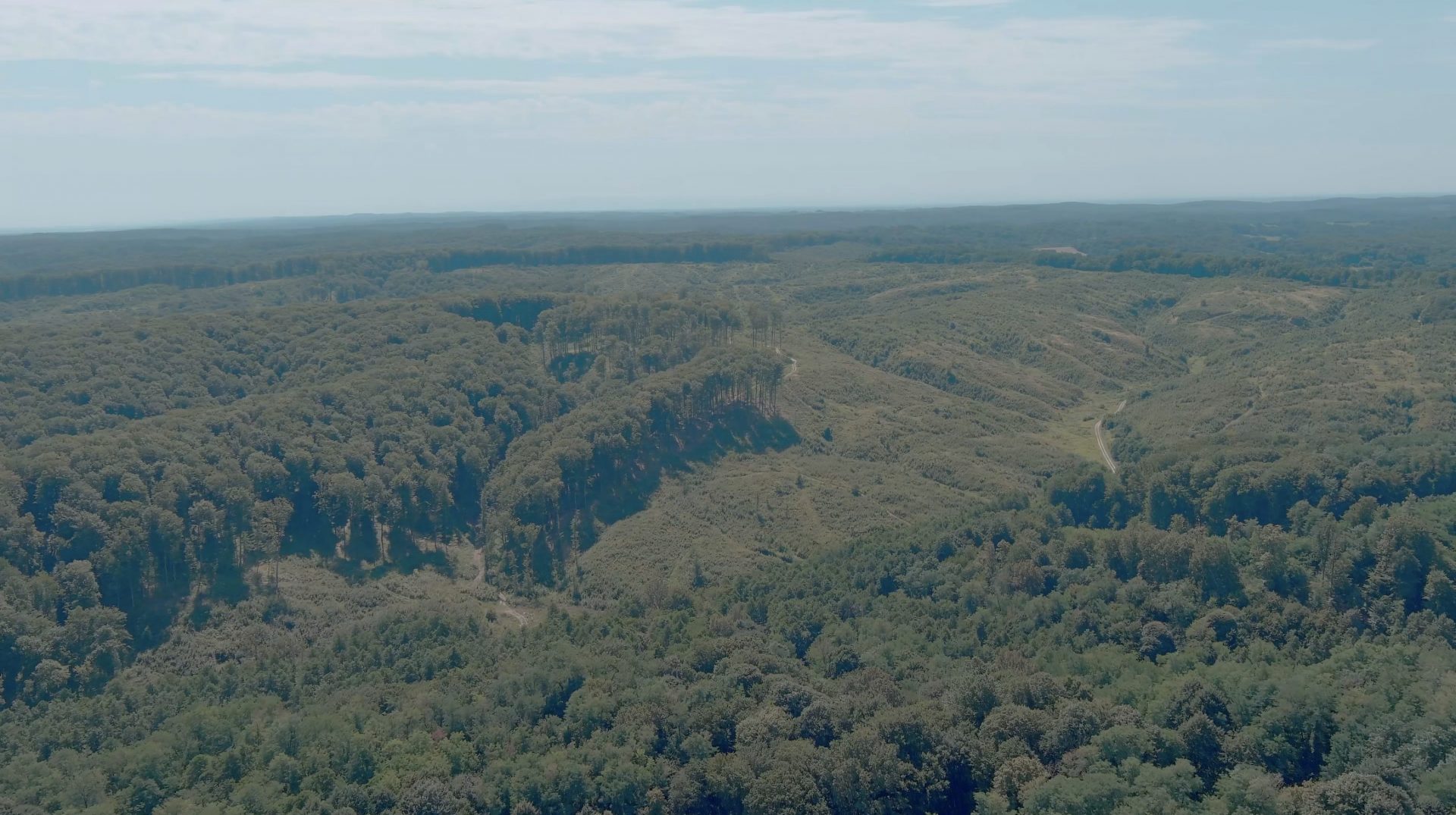 illegal clear-cuts in the Croatian forest of Bilogora